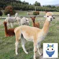 Op wandel met alpaca's NM - 13jul